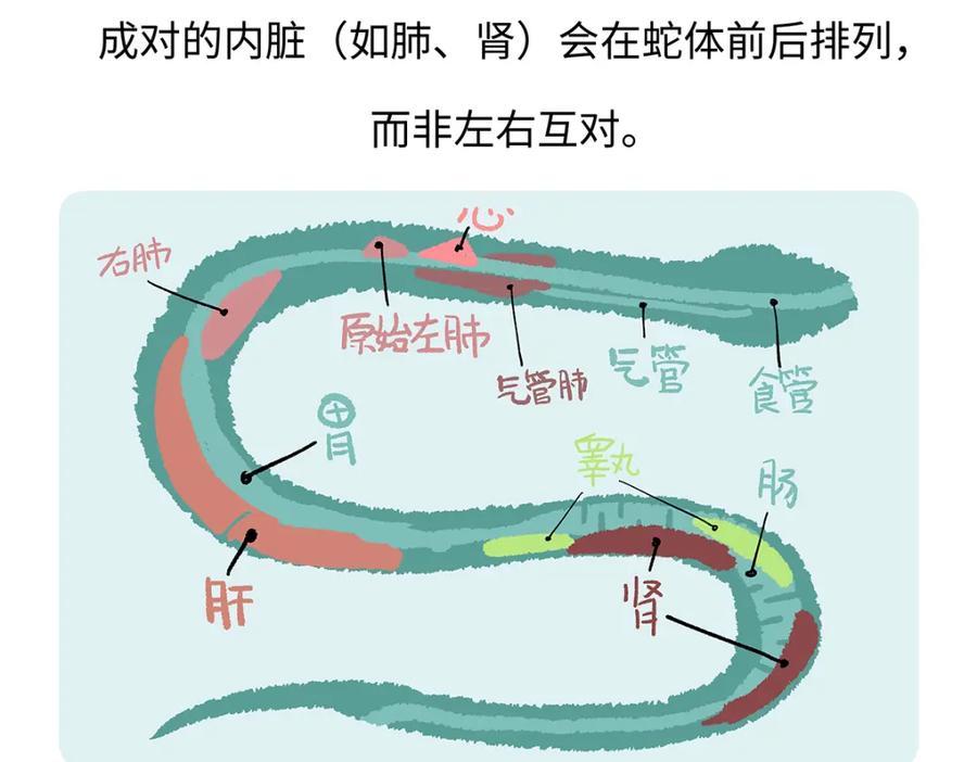 《胖达x胖达》第163话 第26页
