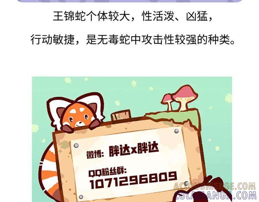 《胖达x胖达》第164话 第31页
