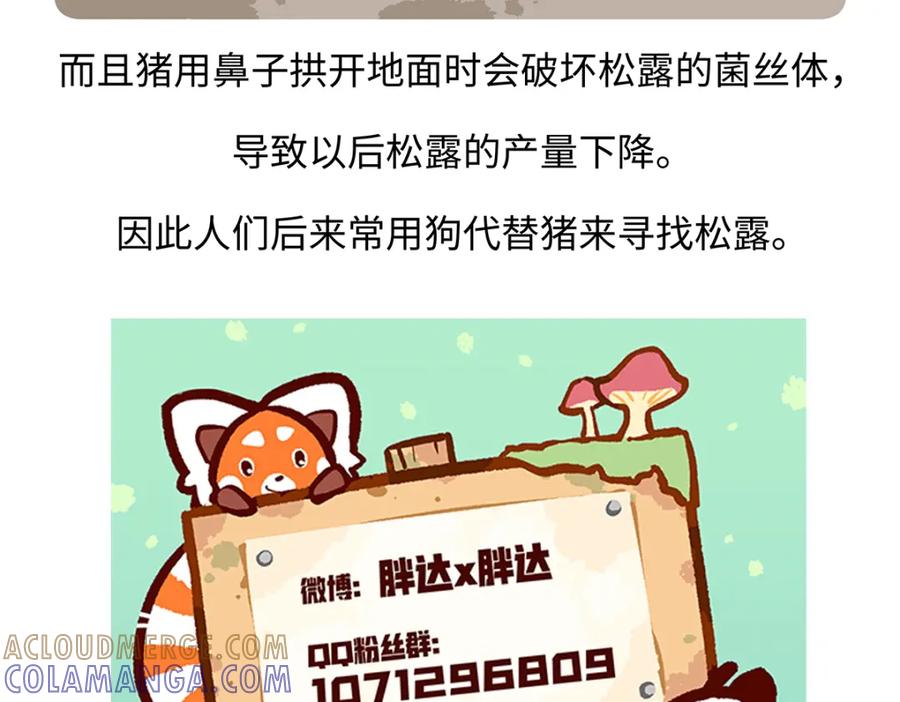 《胖达x胖达》第174话 第29页