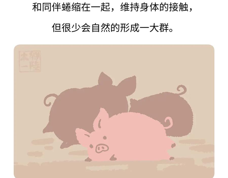 《胖达x胖达》第176话 第20页