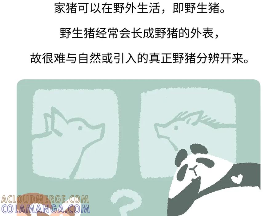 《胖达x胖达》第178话 第29页