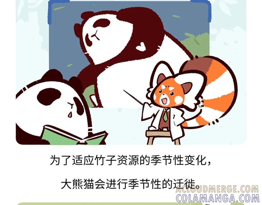 《胖达x胖达》第186话 第17页