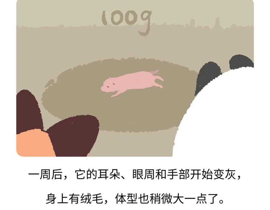 《胖达x胖达》第187话 第28页