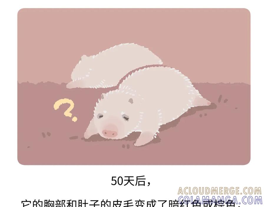《胖达x胖达》第187话 第29页