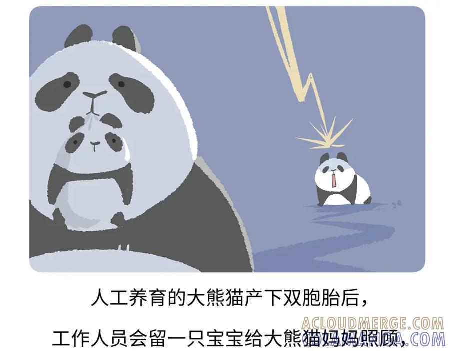 《胖达x胖达》第187话 第23页