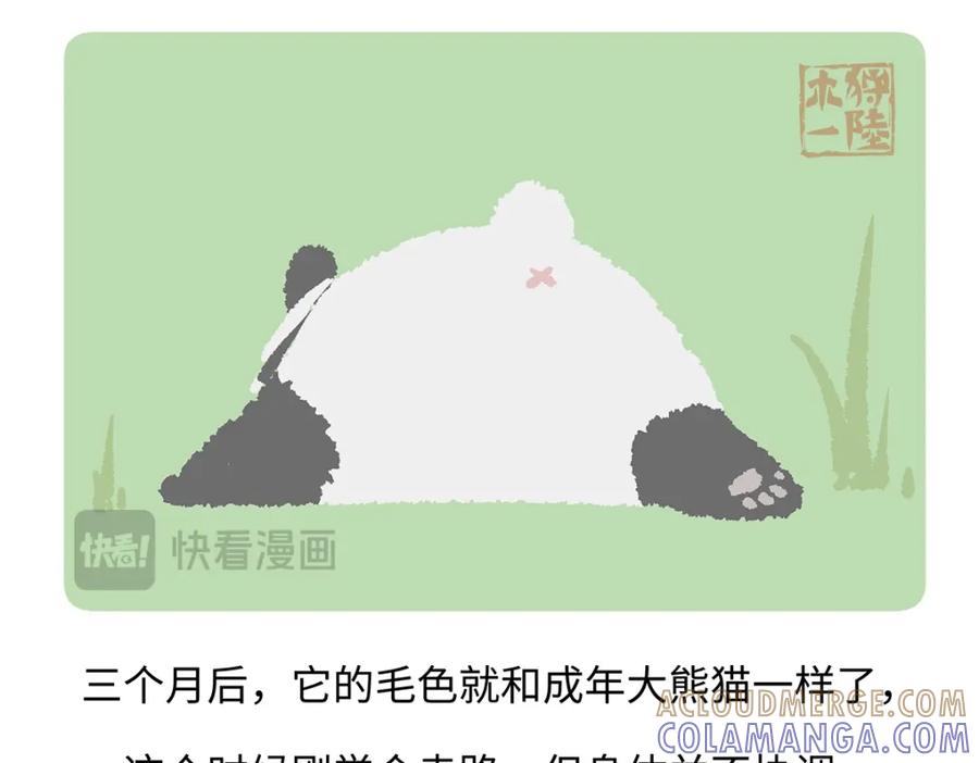 《胖达x胖达》第187话 第31页