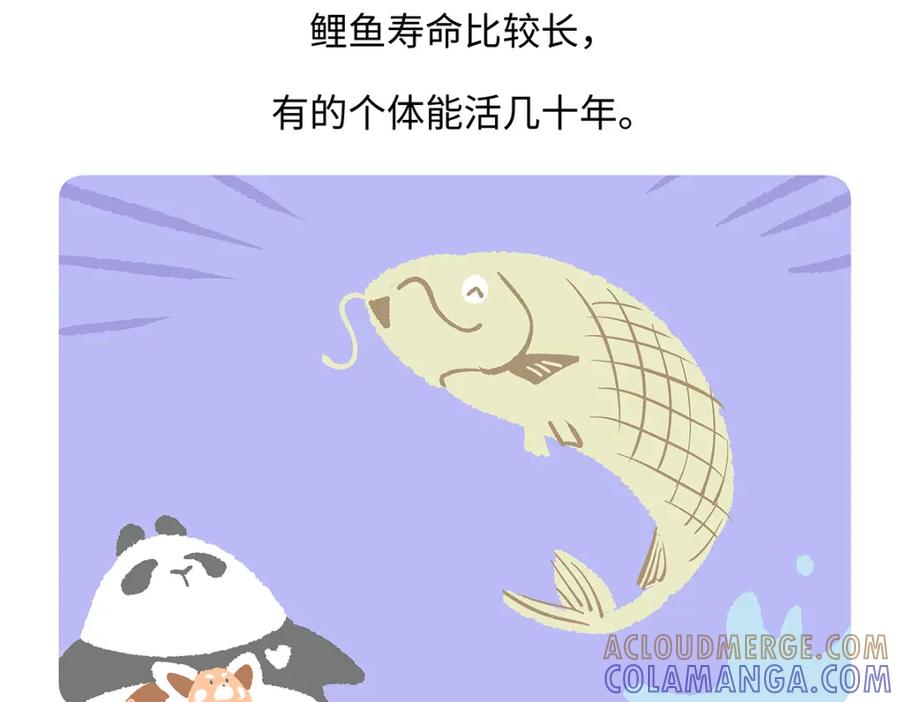 《胖达x胖达》第194话 第29页