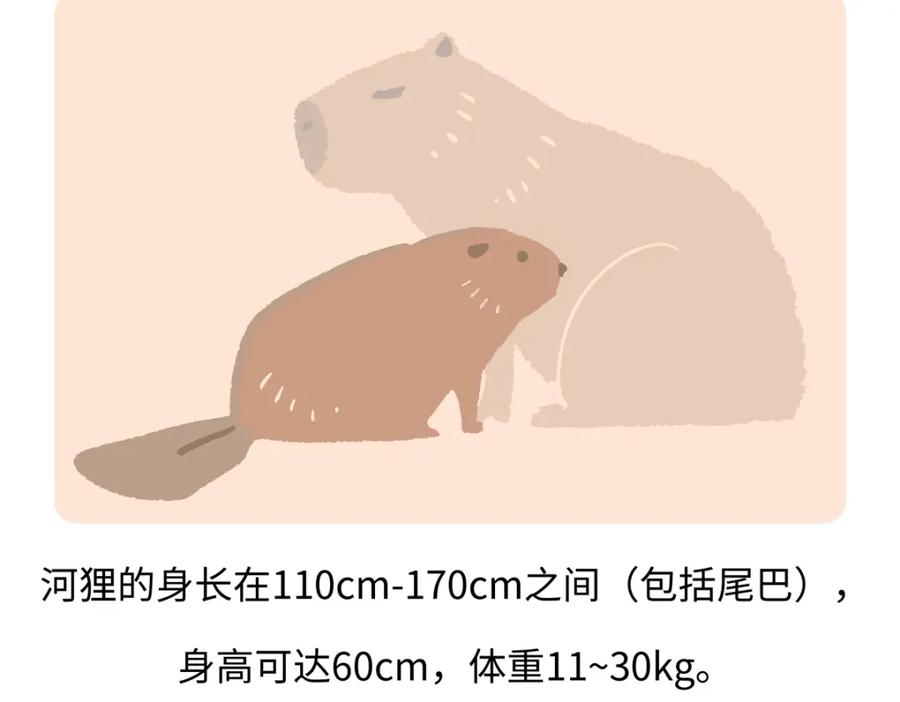 《胖达x胖达》第211话 第26页