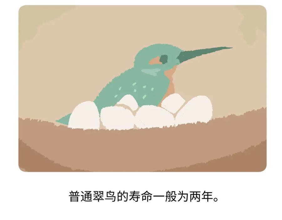 《胖达x胖达》第219话 第20页