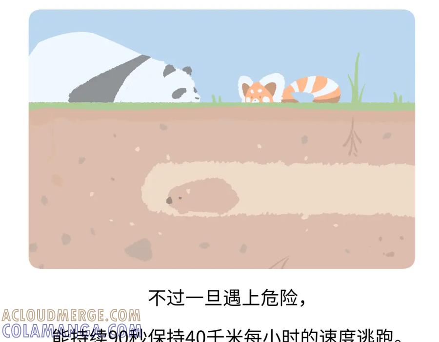 《胖达x胖达》第221话 第21页