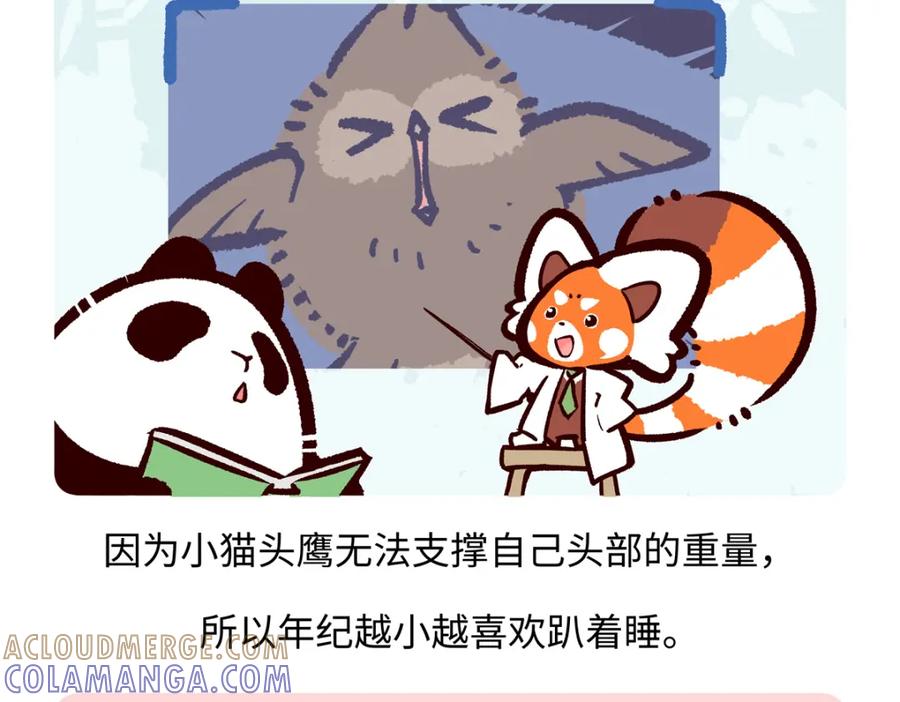 《胖达x胖达》第223话 第17页