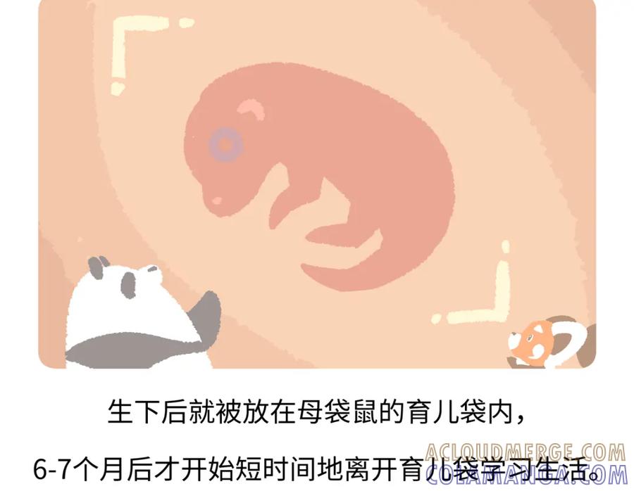 《胖达x胖达》第228话 第21页