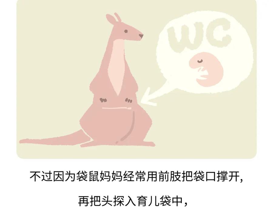 《胖达x胖达》第229话 第20页
