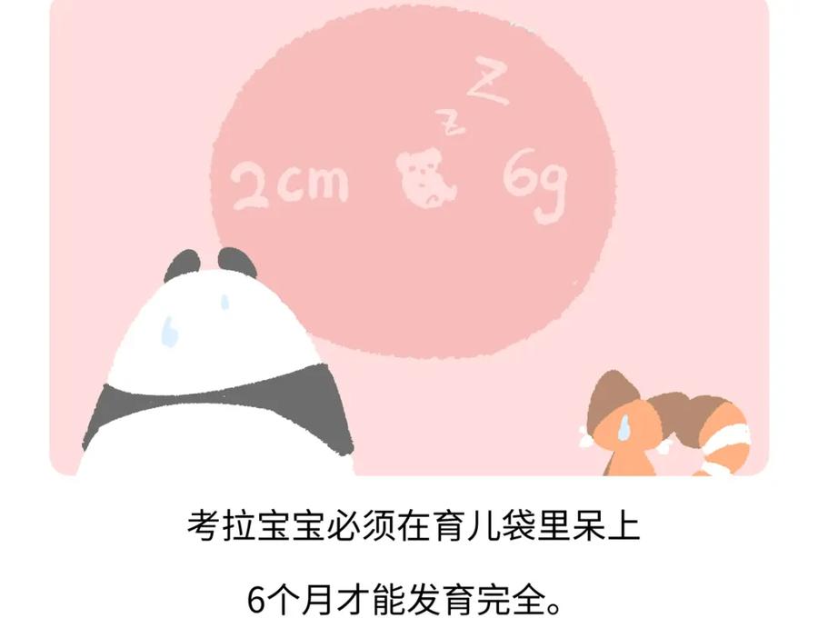 《胖达x胖达》第236话 第26页