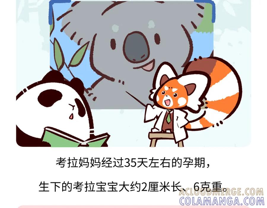 《胖达x胖达》第236话 第25页