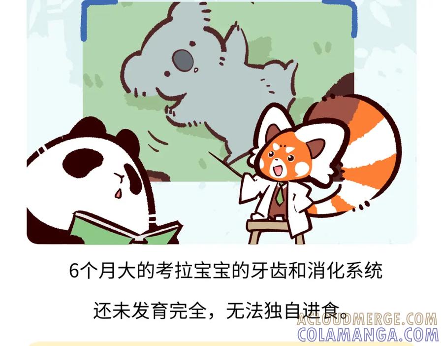 《胖达x胖达》第237话 第19页