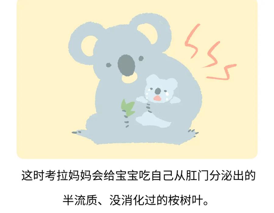 《胖达x胖达》第237话 第20页