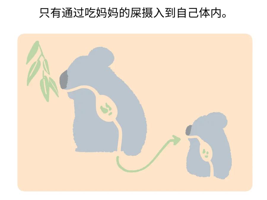 《胖达x胖达》第237话 第28页