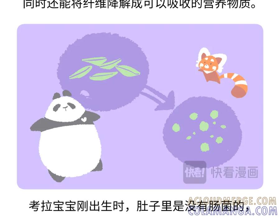 《胖达x胖达》第237话 第27页