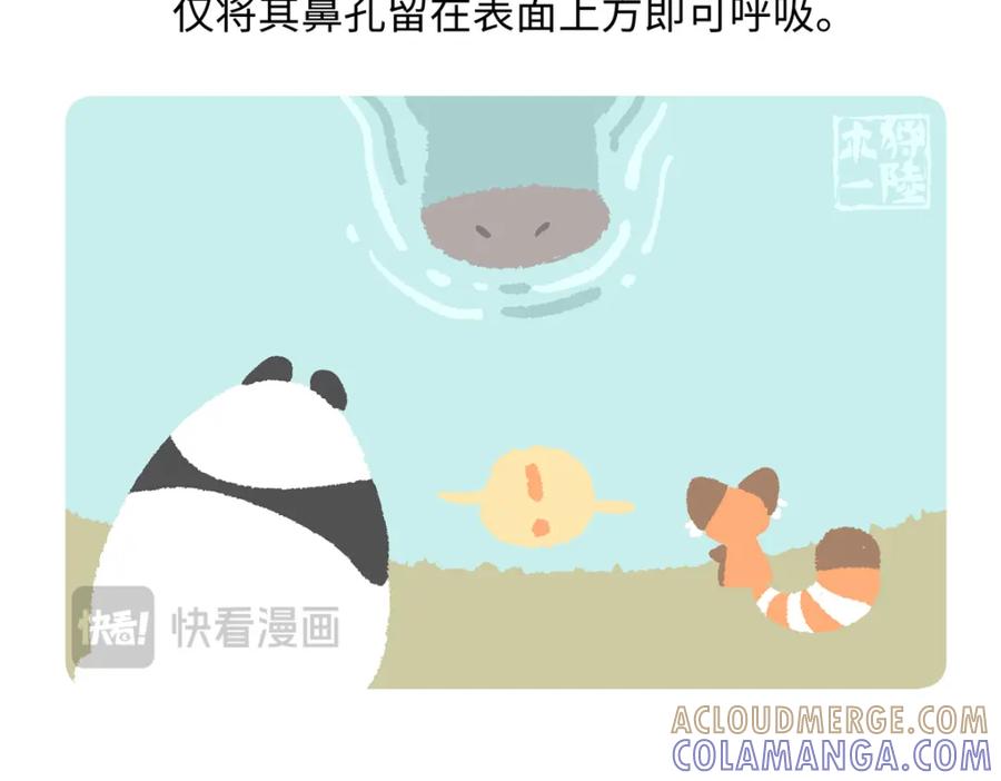 《胖达x胖达》第241话 第21页