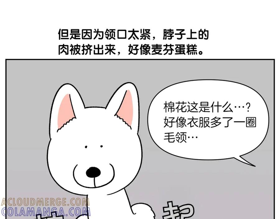 《我的狗子叫棉花》第55话 鼠鼠棉花 第43页