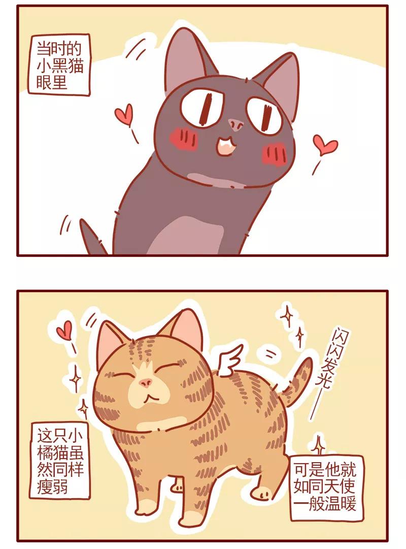 我只是一只小猫咪 第10话 第6页