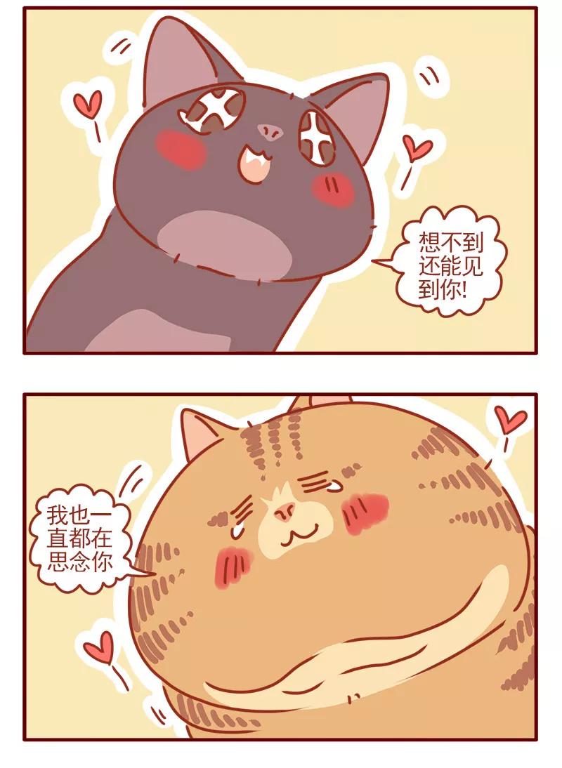 我只是一只小猫咪 第11话 第4页