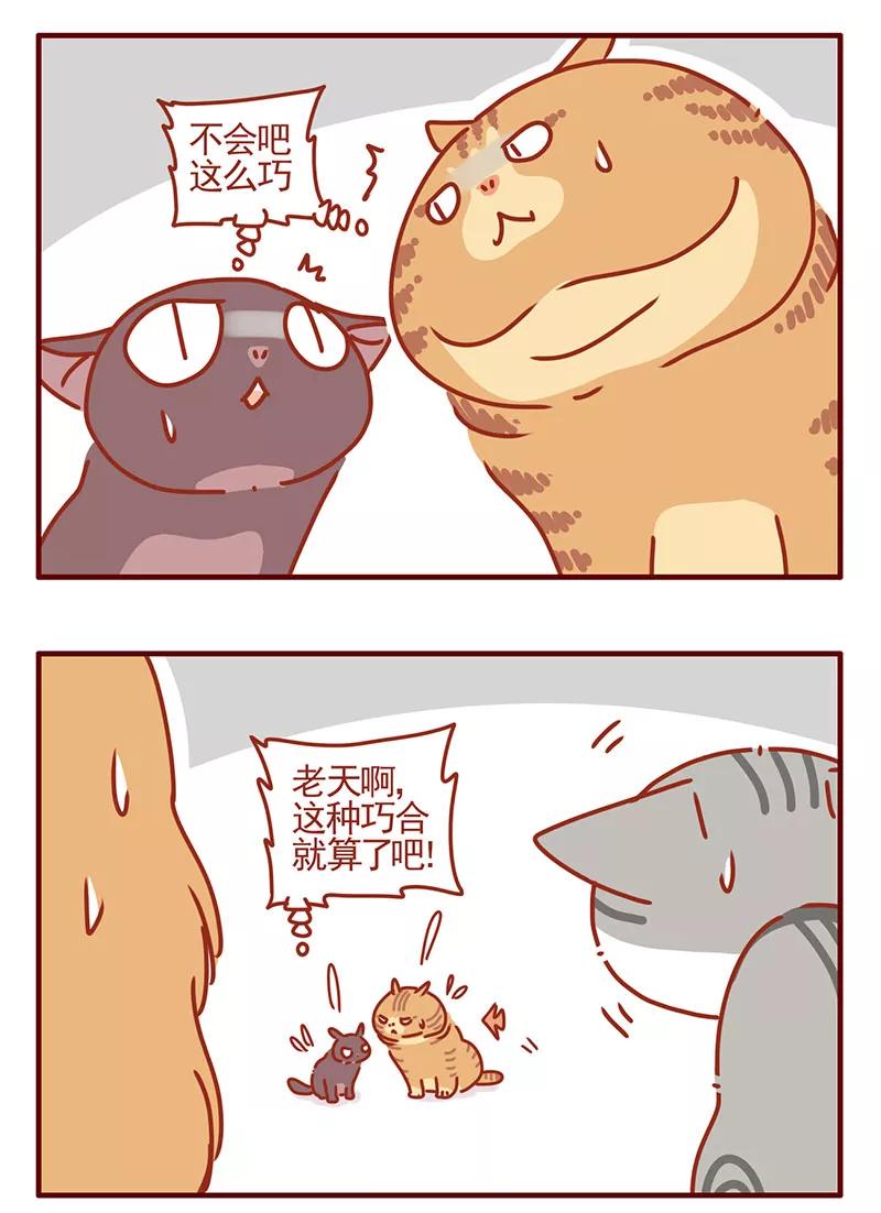 我只是一只小猫咪 第33话 第10页