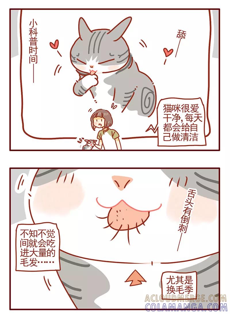 我只是一只小猫咪 第37话 第3页