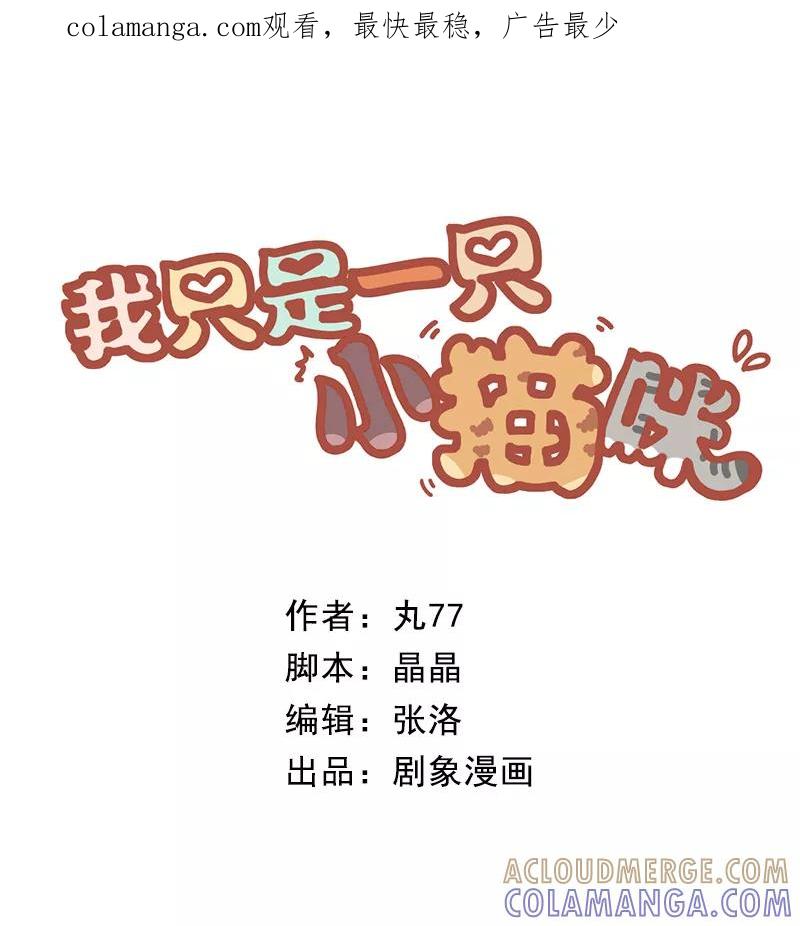 我只是一只小猫咪 第41话 第1页