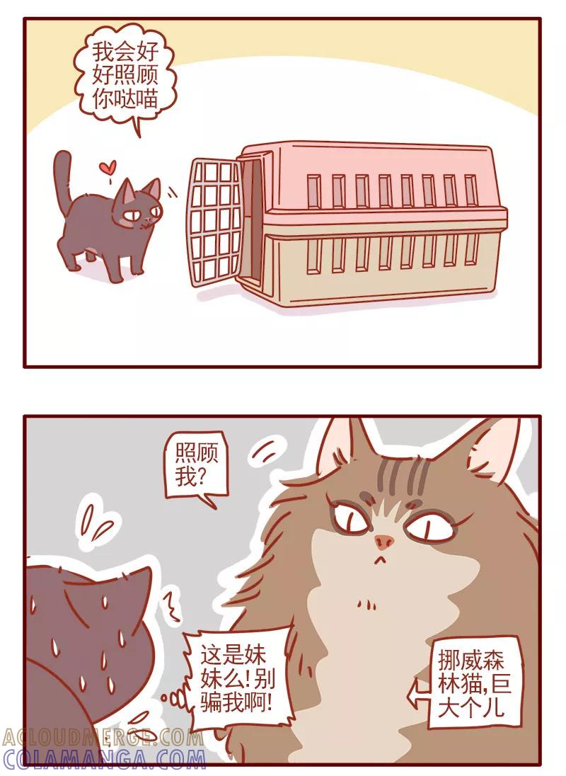 我只是一只小猫咪 第5话 第9页
