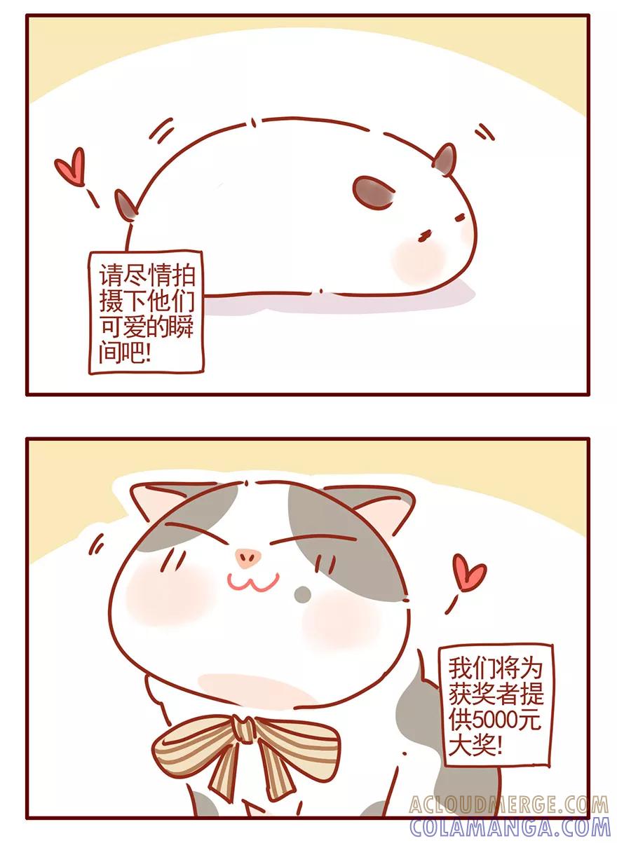 我只是一只小猫咪 第51话 第3页