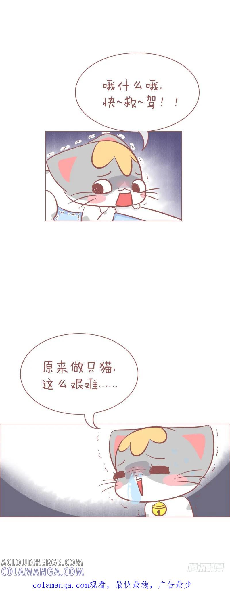 木木子漫画 做猫，就要有做猫的样子！续 第5页