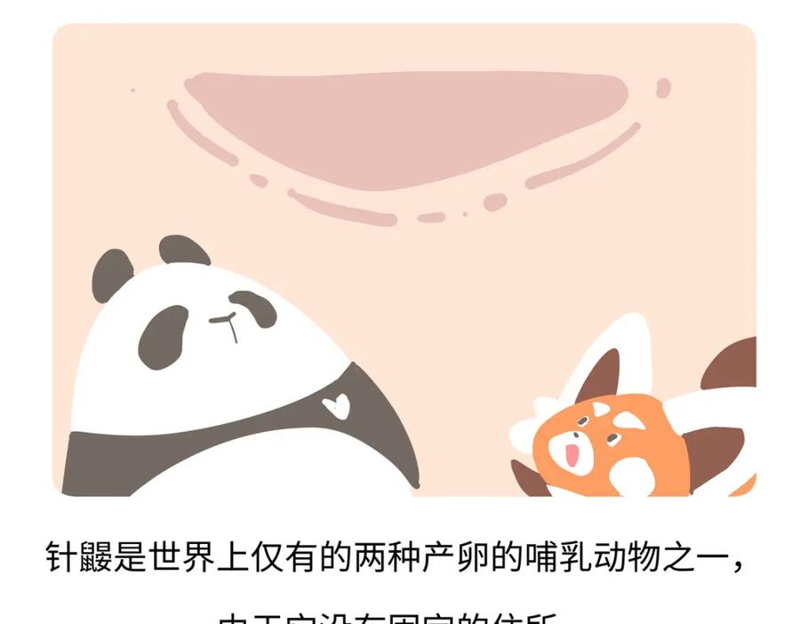 《胖达x胖达》第258话 第20页