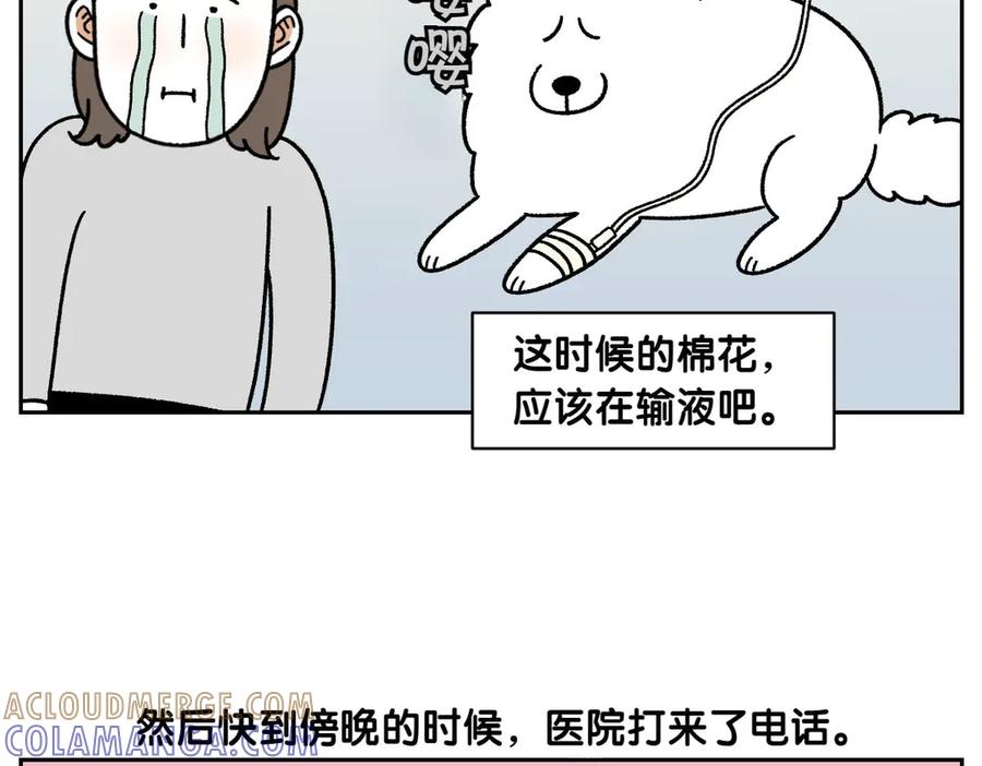 《我的狗子叫棉花》第56话 食用木糖醇口香糖事件 第43页