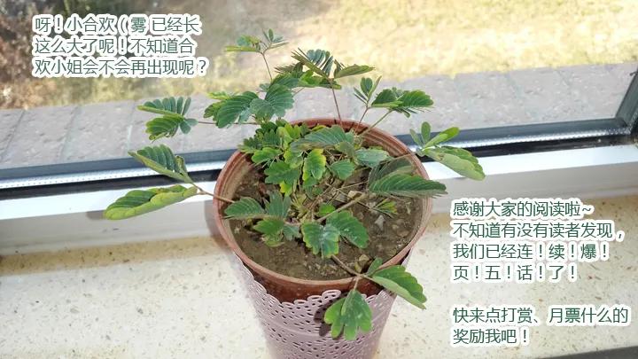 妖怪名单 44.当NPC头上亮起叹号 第12页