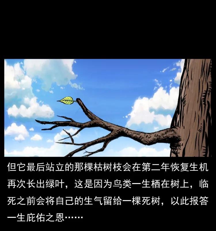 幽冥诡匠 036 百雀丹（上） 第11页