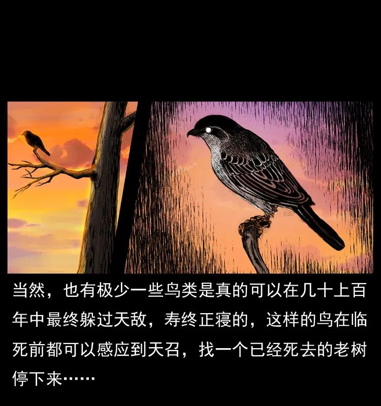 幽冥诡匠 036 百雀丹（上） 第8页