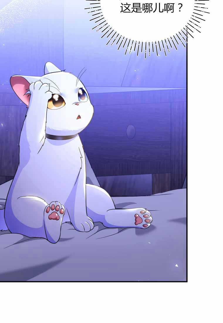 成为苏尔坦珍爱的猫咪 第40话 第33页