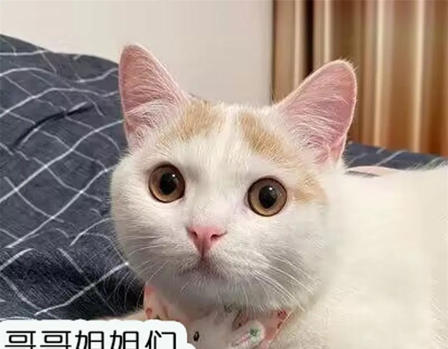 折腰 第105话 北承处于失控边缘！ 第68页