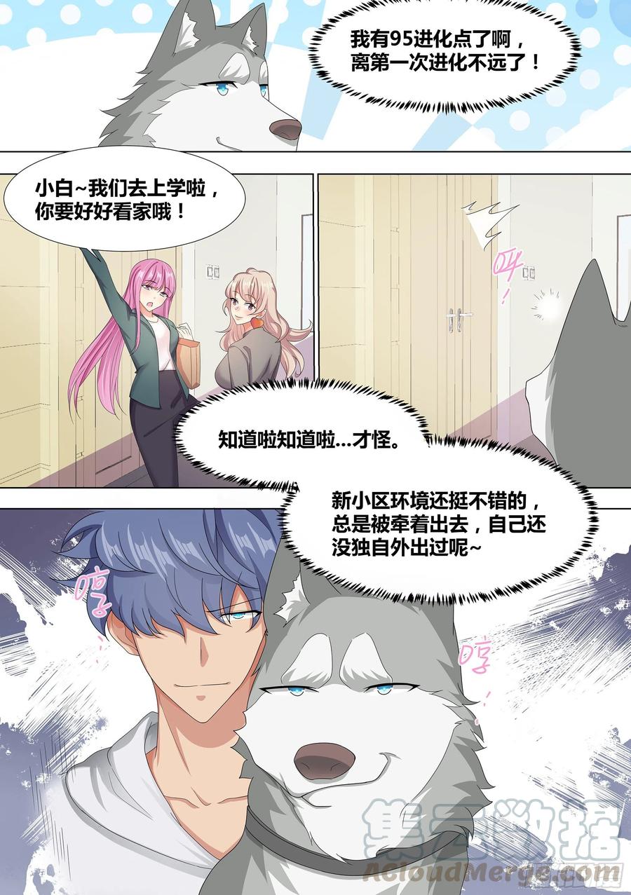 《直播：女神家的哈士奇天秀》9-小区“恶霸” 第11页