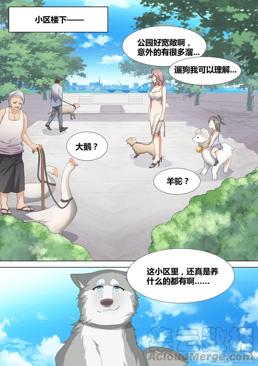 《直播：女神家的哈士奇天秀》9-小区“恶霸” 第13页