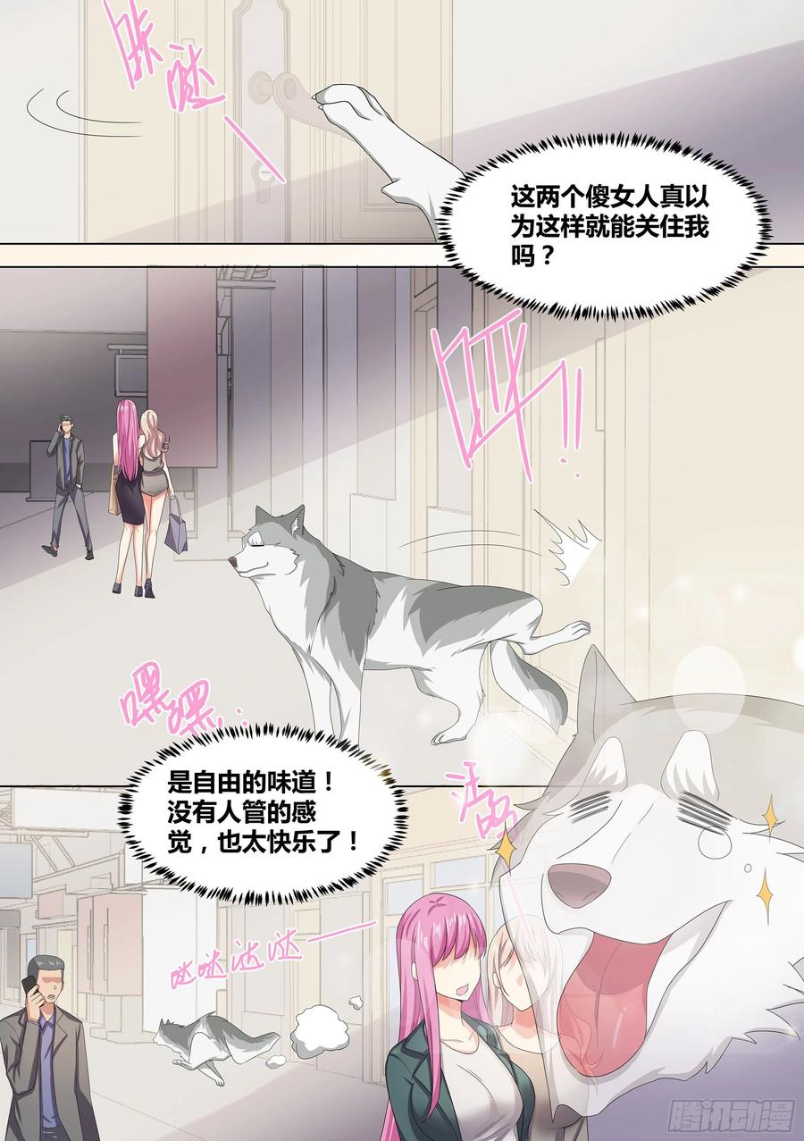 《直播：女神家的哈士奇天秀》9-小区“恶霸” 第12页