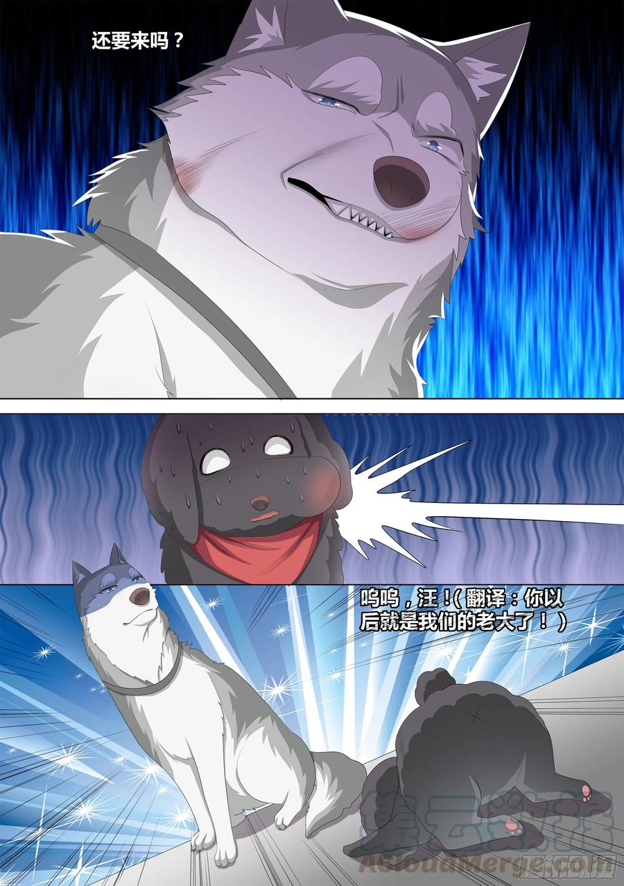 《直播：女神家的哈士奇天秀》10-无敌狗皇 第7页