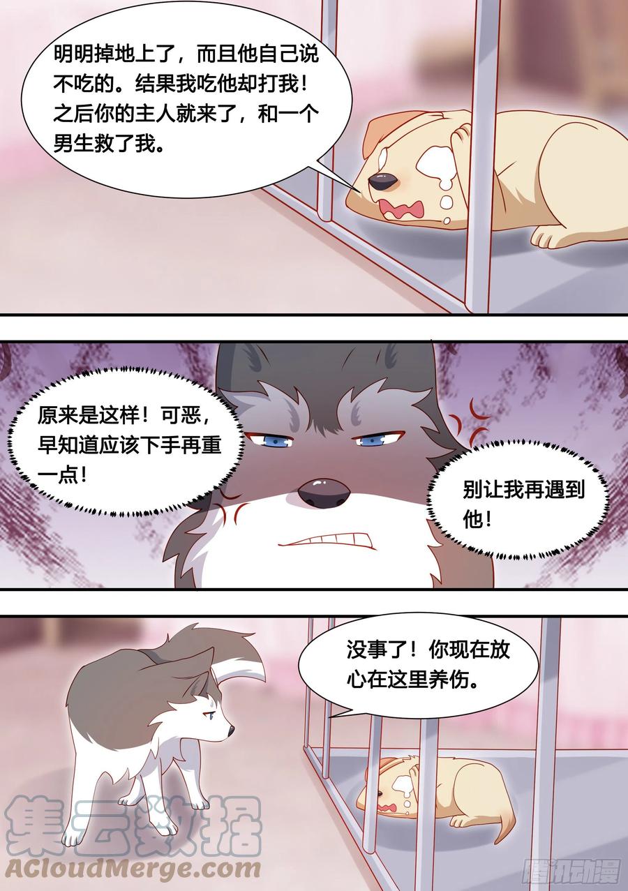 《直播：女神家的哈士奇天秀》127-流浪狗的苦难生活 第9页