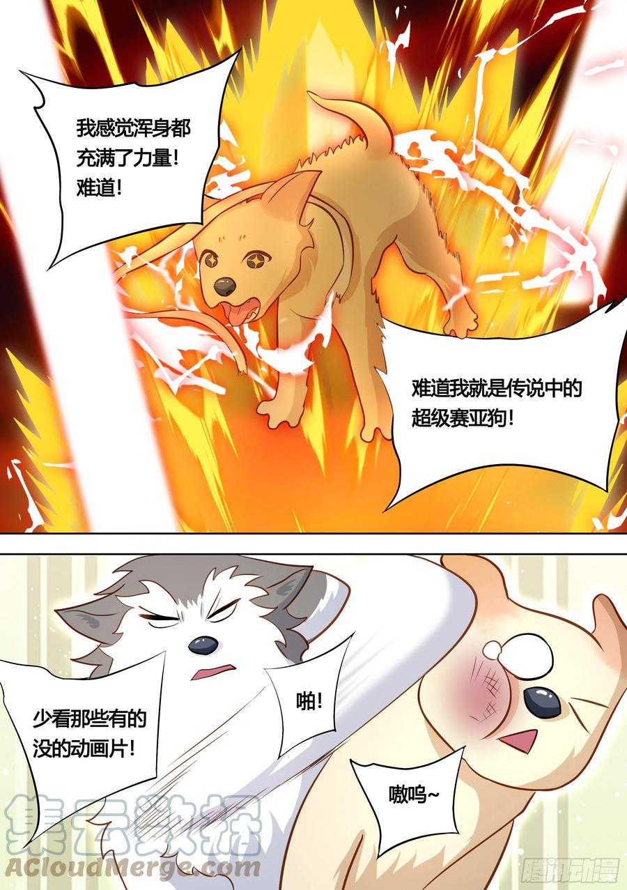 《直播：女神家的哈士奇天秀》139-一只想做咸鱼的狗 第13页