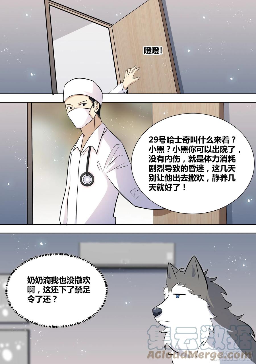 《直播：女神家的哈士奇天秀》144-小白你没事太好了！ 第11页