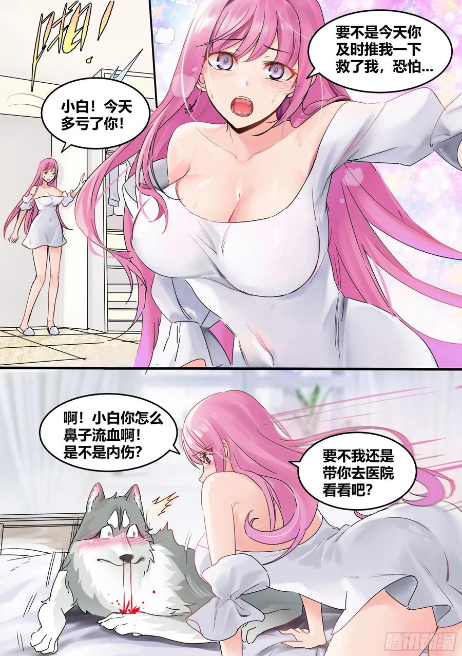 《直播：女神家的哈士奇天秀》1-我为什么变成了狗？！ 第4页