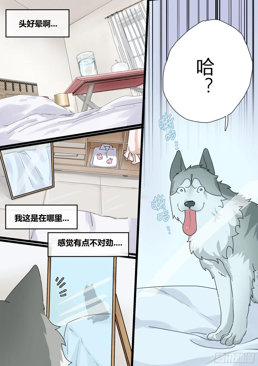 《直播：女神家的哈士奇天秀》1-我为什么变成了狗？！ 第2页