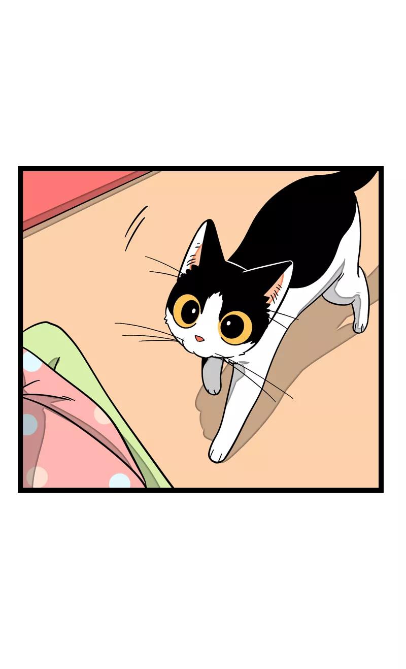 周一至周末 - 第11话 一只特立独行的猫 - 第15张图